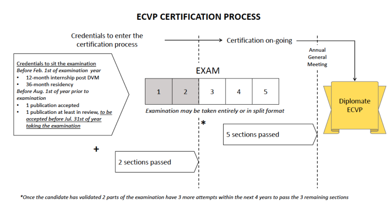 ECVP certification process