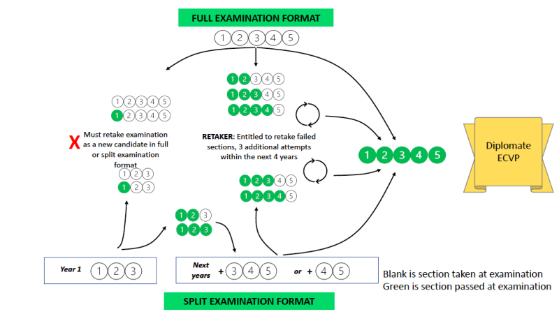 ECVP examination process